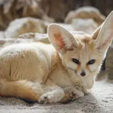 Fenek pustynny z wielkimi uszami, który zachęca do sprawdzenia zoo Wrocław bilety cennik.