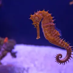 Pomarańczowy konik morski pływa w akwarium, jak na zdjęciach z oceanarium Kołobrzeg. Opinie o tym miejscu są pozytywne.