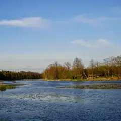 Spokojna tafla jeziora w otoczeniu lasu, z widocznymi trzcinami i drewnianą altanką. Idealne miejsce na odpoczynek od zgiełku, z dala od kleszczów.