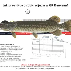 Szczupak z miarką i kartą zawodnika, pokazujące wymiar ochronny szczupaka.