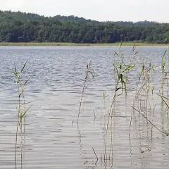 Jezioro Choczewskie: Raj dla wędkarzy i miłośników natury