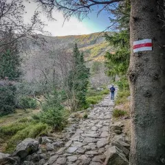 Kamienista ścieżka w górach, oznaczona czerwonym szlakiem na Śnieżkę. Wędrowiec idzie w stronę szczytu.