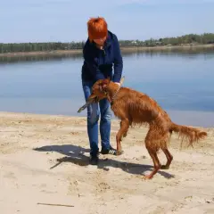 Dziewczyna z rudym psem na plaży, piesek dzierży duże patyki. W tle jezioro i las.