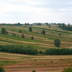Pola uprawne na wyżynie lubelskiej tworzą barwne pasy, przeplatane drzewami i kępami zieleni.
