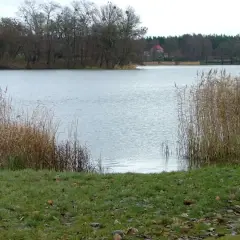 Spokojne jezioro z trzcinami na brzegu i lasem w tle.
