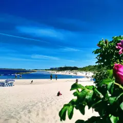 Słoneczne wakacje nad Bałtykiem. Piękny, błękitny dzień na piaszczystej plaży z kwitnącym dziką różą w tle.