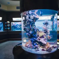 Kolorowe ryby-lwy pływają w akwarium w oceanarium Gdańsk. W tle widać inne zbiorniki z morskimi stworzeniami.