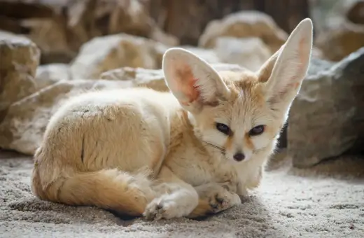 Fenek pustynny z wielkimi uszami, który zachęca do sprawdzenia zoo Wrocław bilety cennik.