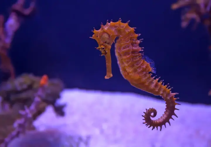 Pomarańczowy konik morski pływa w akwarium, jak na zdjęciach z oceanarium Kołobrzeg. Opinie o tym miejscu są pozytywne.