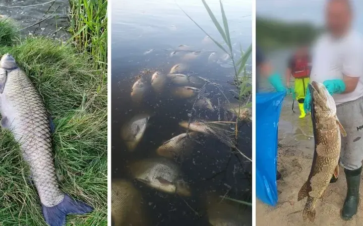 Jezioro Farskie: problemy ekologiczne i wędkowanie w Przyszowicach