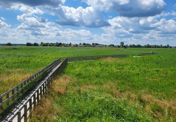 Drewniana kładka wśród zielonych łąk, prowadząca do urokliwej wsi. Nietypowe atrakcje Podlasia w pełnej krasie.