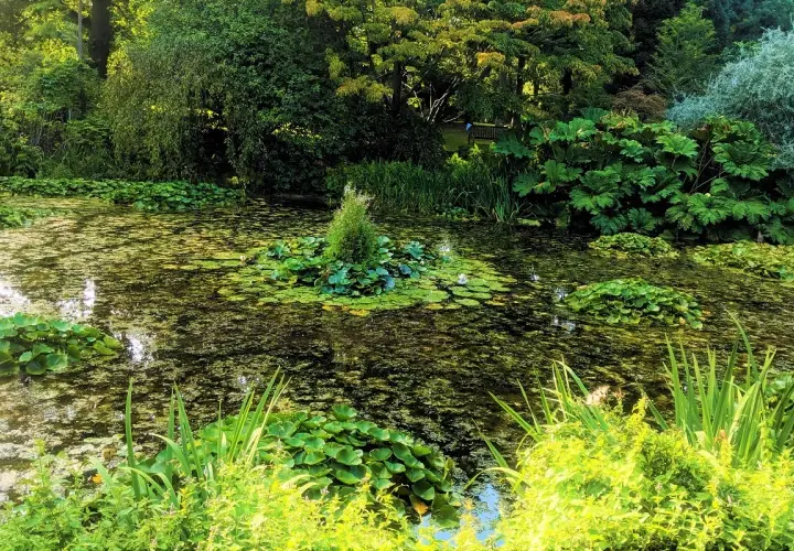 Malowniczy staw porośnięty liliami wodnymi, z zieloną wyspą pośrodku, niczym szmaragdowe oczko w otoczeniu bujnej roślinności.