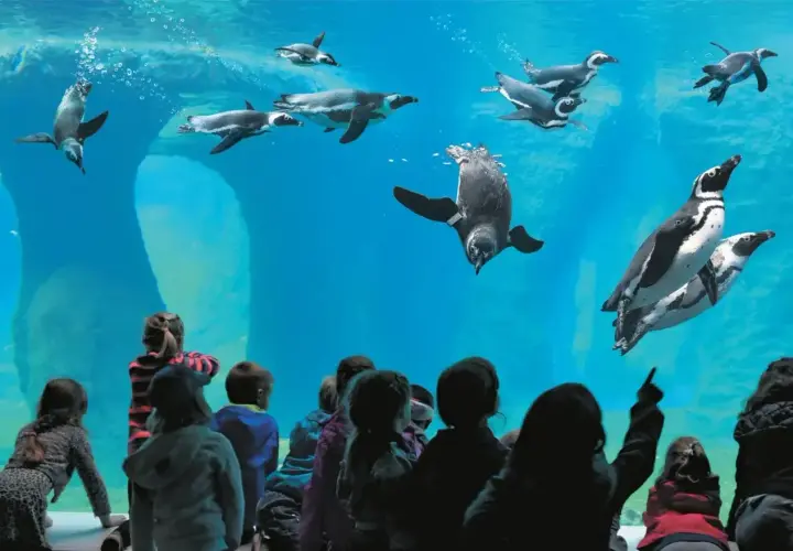 Dzieci zachwycone pływającymi pingwinami w największym zoo w Polsce.