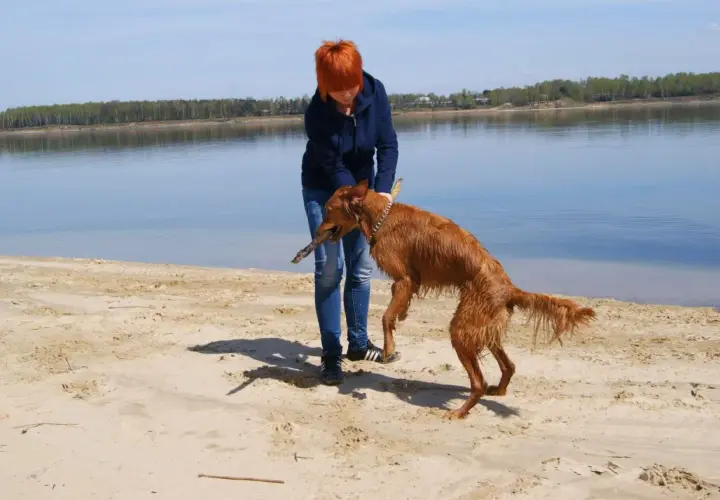 Dziewczyna z rudym psem na plaży, piesek dzierży duże patyki. W tle jezioro i las.