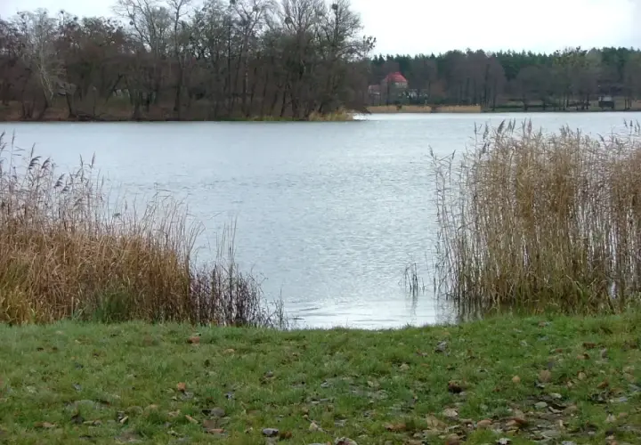 Spokojne jezioro z trzcinami na brzegu i lasem w tle.