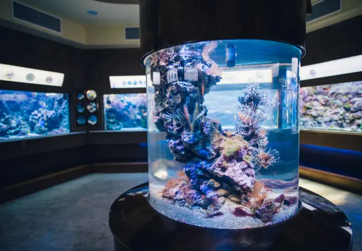 Kolorowe ryby-lwy pływają w akwarium w oceanarium Gdańsk. W tle widać inne zbiorniki z morskimi stworzeniami.