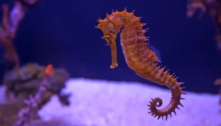 Pomarańczowy konik morski pływa w akwarium, jak na zdjęciach z oceanarium Kołobrzeg. Opinie o tym miejscu są pozytywne.
