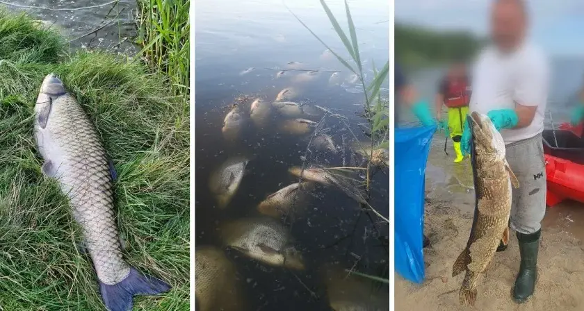 Jezioro Farskie: problemy ekologiczne i wędkowanie w Przyszowicach
