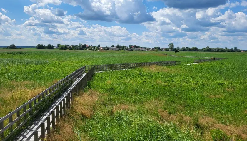 Drewniana kładka wśród zielonych łąk, prowadząca do urokliwej wsi. Nietypowe atrakcje Podlasia w pełnej krasie.