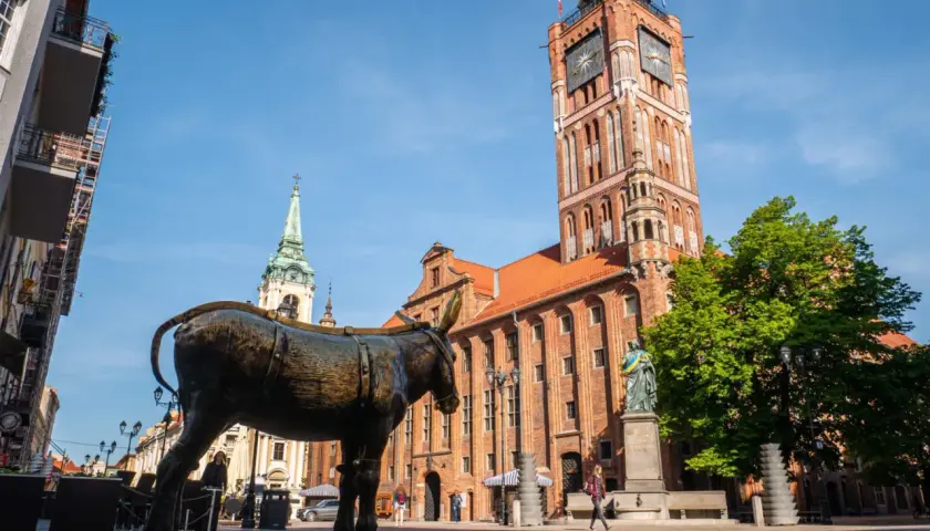 Pomnik osiołka na Rynku Staromiejskim w Toruniu, z widoczną wieżą Ratusza Staromiejskiego.