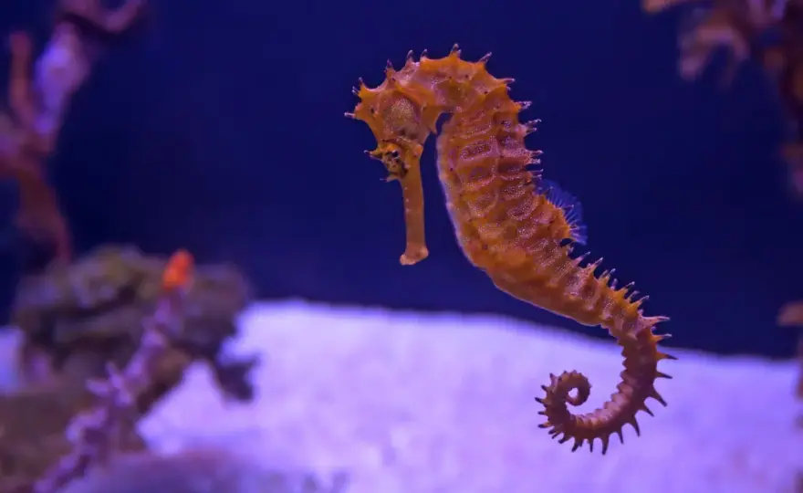 Oceanarium Kołobrzeg - czy warto? Opinie, ceny i czas zwiedzania