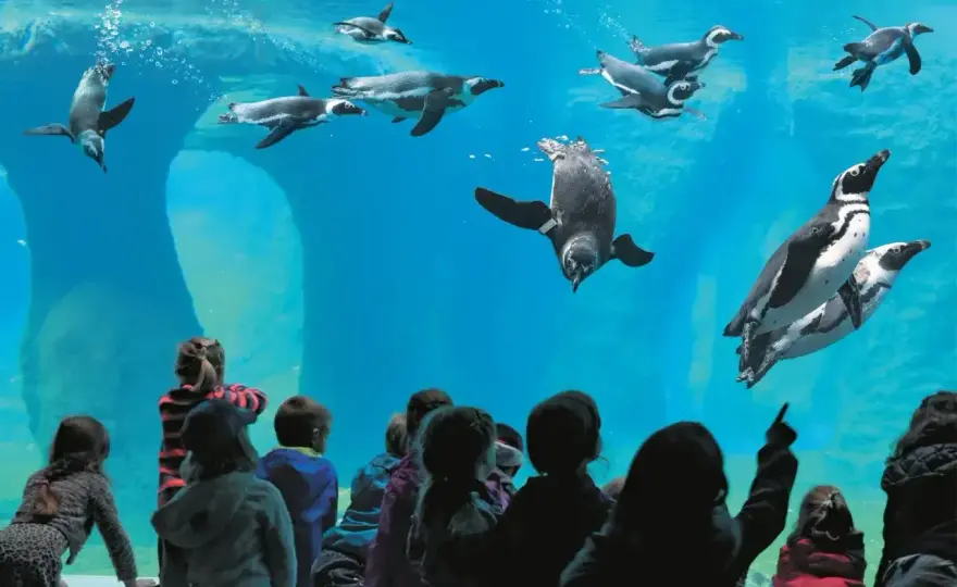 Największe zoo w Polsce - Gdańsk czy Wrocław? Porównanie i plan wizyty