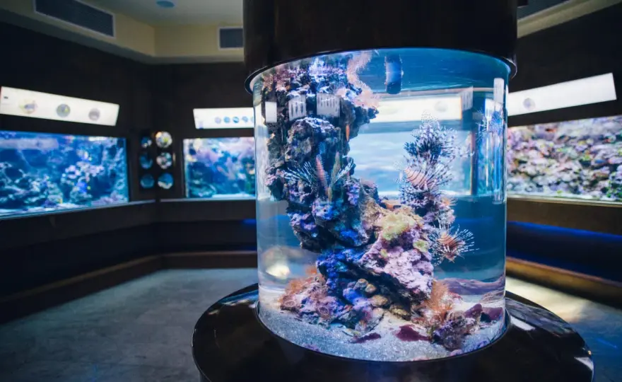 Oceanarium Gdańsk? - Akwarium Gdyńskie: planuj mądrze!