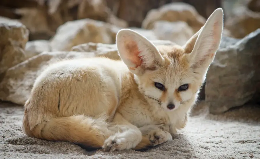 Bilety do zoo we Wrocławiu - ceny, online i najlepszy wybór