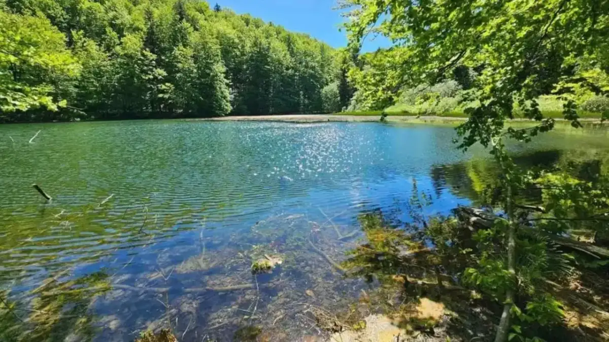 Zielone, spokojne jeziorka duszatyńskie otoczone bujnym lasem. Słońce odbija się w wodzie, tworząc iskrzące refleksy.