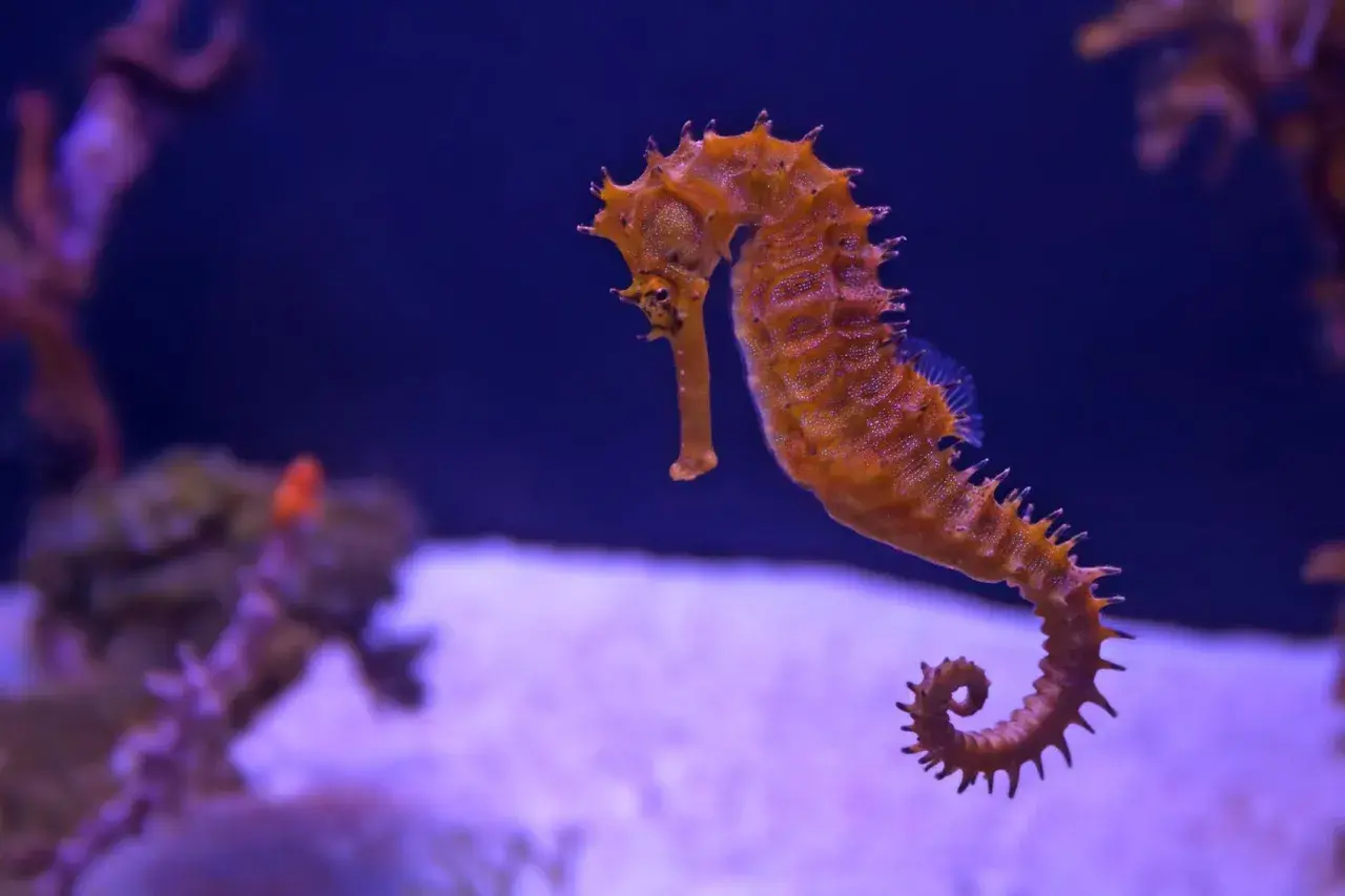 Pomarańczowy konik morski pływa w akwarium, jak na zdjęciach z oceanarium Kołobrzeg. Opinie o tym miejscu są pozytywne.