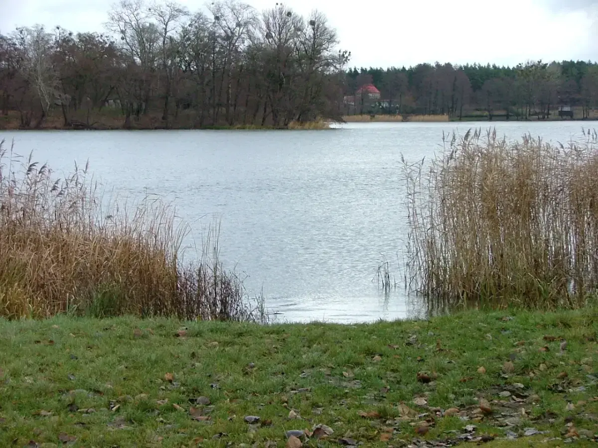Spokojne jezioro z trzcinami na brzegu i lasem w tle.