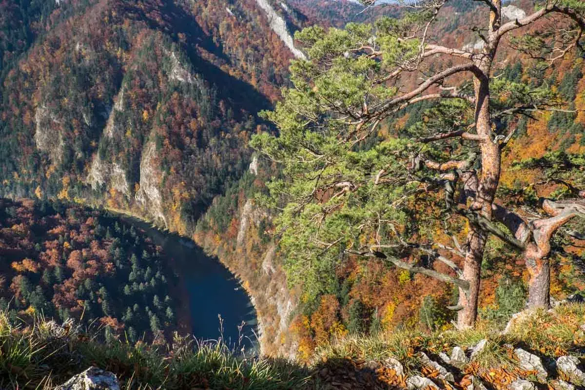 Widok z punktu sokolica szlak na przełom Dunajca. Jesienne barwy lasów i skaliste zbocza.