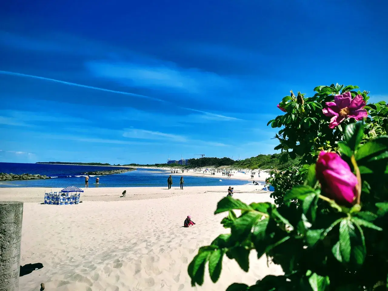 Słoneczne wakacje nad Bałtykiem. Piękny, błękitny dzień na piaszczystej plaży z kwitnącym dziką różą w tle.