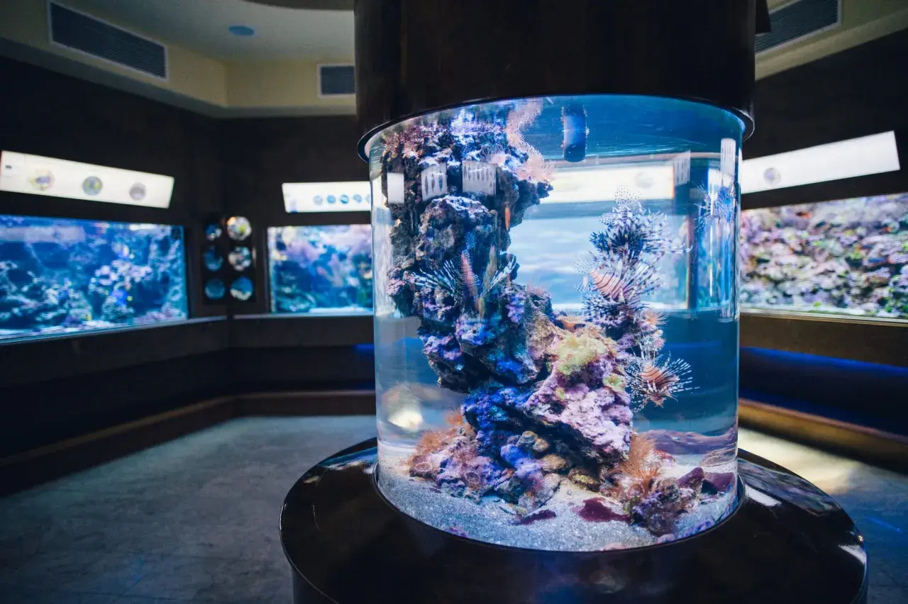 Kolorowe ryby-lwy pływają w akwarium w oceanarium Gdańsk. W tle widać inne zbiorniki z morskimi stworzeniami.