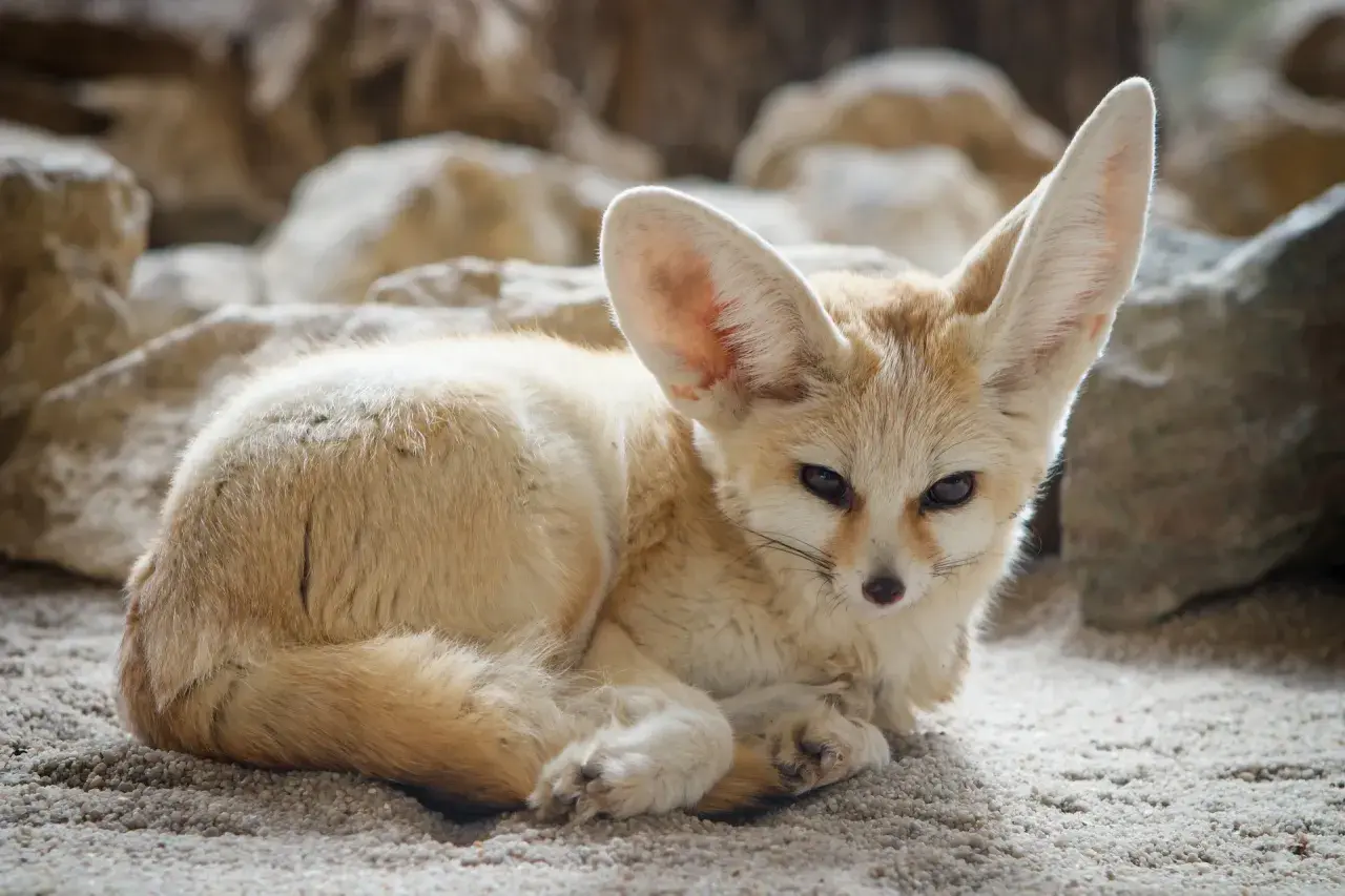 Fenek pustynny z wielkimi uszami, który zachęca do sprawdzenia zoo Wrocław bilety cennik.