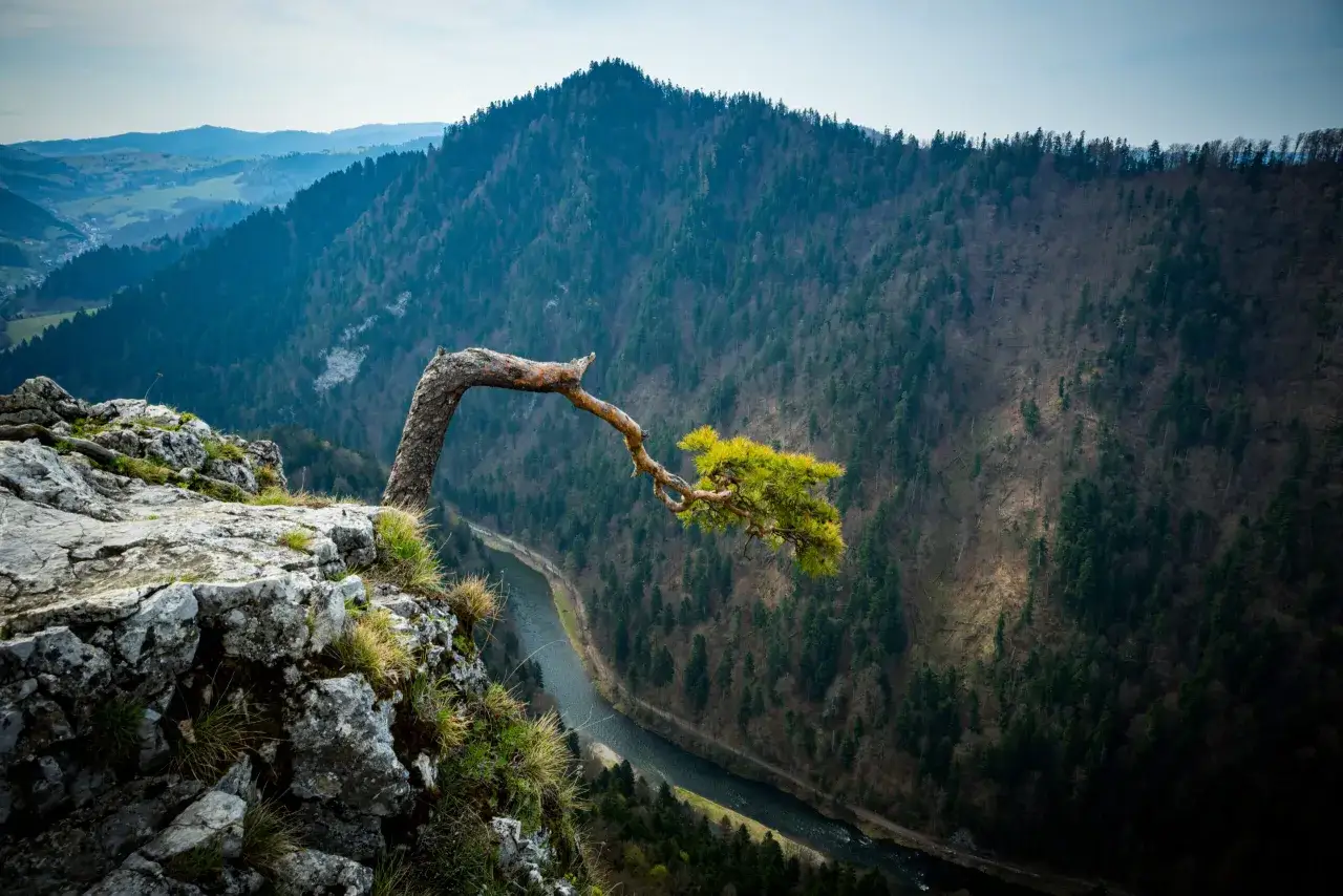 Skalisty brzeg z wygiętym drzewem, nad doliną rzeki i lasem. Widok z Sokolicy na szlak.