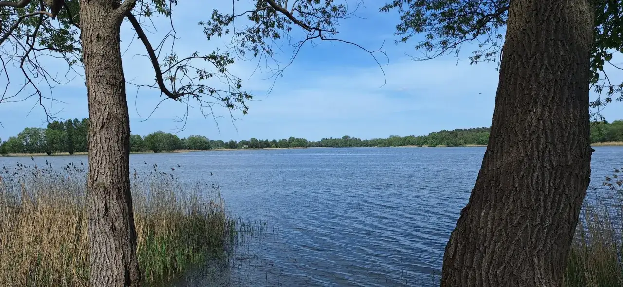Spokojne jezioro w Piotrkowie Kujawskim, otoczone trzcinami i drzewami, pod błękitnym niebem.