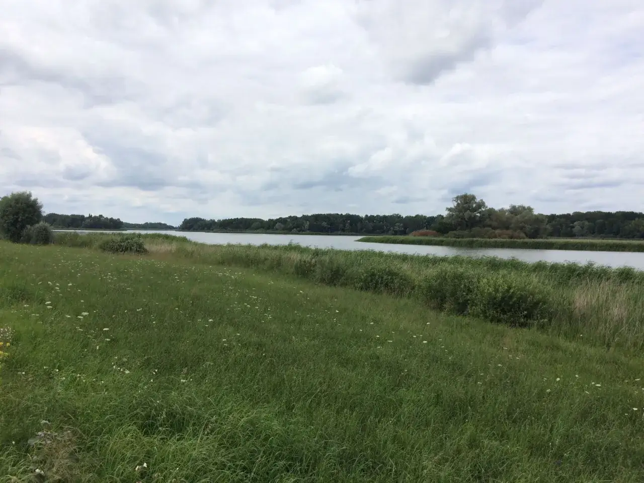 Łąka pełna dzikich kwiatów nad rzeką w okolicach Piotrkowa Kujawskiego.